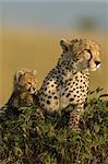 Cheetah Mother and Cub on Termite Mound