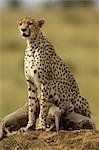 Gepard-Mutter, die ihre jungen saugen