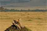 Cheetah Family on Termite Mound
