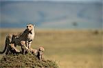 Geparden-Familie auf Termite Mound