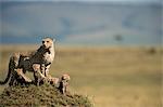 Cheetah Family on Termite Mound