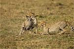 Cheetah and Cub Chasing Warthog Piglet