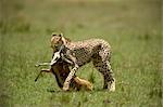 Cheetah with Gazelle Prey