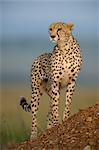 Cheetah Standing on Termite Mound