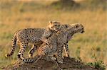 Cheetah Cubs on Termite Mound