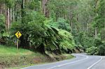 Road, Dandenong Ranges National Park, Victoria, Australia