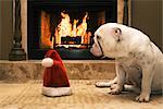 English Bulldog Sitting in Front of Fireplace, Looking at Santa Hat