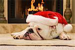 English Bulldog Wearing Santa Hat