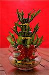 Still life of bamboo plant, symbolic for good luck