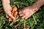 mains récolte de carottes