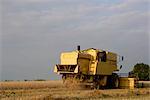 combine harvester in oat field