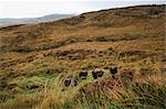 Chèvres de montagne sur Hillside, Parc National du Connemara, Connemara, County Galway, Irlande