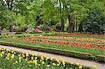 Tulips in Botanical Garden, Madrid, Spain