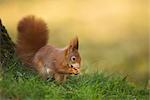 Red Squirrel