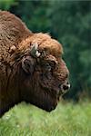 European Bison