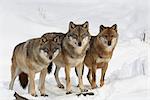 Eurasian Wolves, Bavarian Forest National Park, Bavaria, Germany