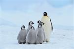 Emperor Penguin with Group of Chicks, Snow Hill Island, Antarctica