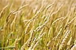 Wheat Field, Burlington, Ontario, Canada
