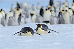 Manchots empereurs glissant sur la glace, Snow Hill Island, Antarctica