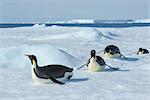 Manchots empereurs, Snow Hill Island, Antarctica