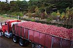 Transport de camion transportant des canneberges, Wareham, Massachusetts, USA