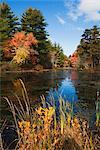 Woodland-Sumpf im Herbst, Wareham, Massachusetts, USA