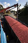 Harvested Cranberries being Tested for Quality, Wareham, Massachusetts, USA