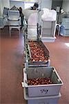 Arbeiter laden Preiselbeeren in Bins, Wareham, Massachusetts, USA