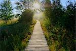 Boardwalk and Sunrays, Black Moor, Rhoen, Bavaria, Germany