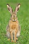 Portrait of Hare