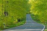 Road Through Beech Forest in Spring, Spessart, Bavaria, Germany