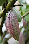 Close-up of Cocoa Plant