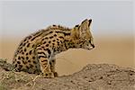 Serval chaton sur la termitière