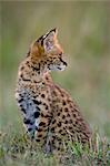 Serval Kitten