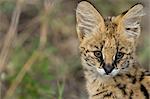 Chaton serval