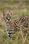 Serval Katze