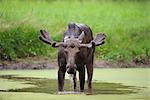 Bull Moose