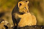 Lion Cub Sitting on Rock