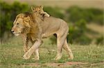 Lion Cub Hanging on to Male Lion's Back