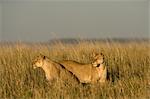 Lionesses in Long Grass
