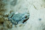 Midwife toad (Alytes obstetricans)  in the sand