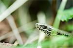 Serpent dans l'herbe