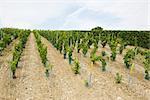 France, Champagne-Ardenne, Aube, young grapevines in vineyard