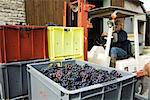 France, Champagne-Ardenne, Aube, chariot élévateur déplaçant des caisses pleine de raisins