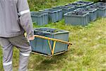 France, Champagne-Ardenne, Aube, worker hauling bins of grapes, cropped