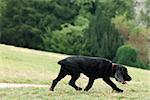 Schwarzer Hund walking im park