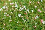 Papillons tourbillonnants (Gaura lindheimeri)