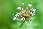 Allium blooming, close-up