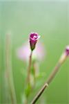 Marsh Willowherb (Epilobium palustre)