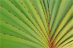 Screwpine Leaves, Pandanus, Gran Canaria, Spain